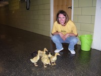 Ducks